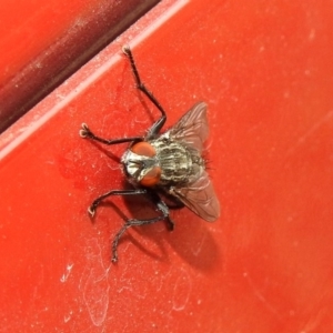 Sarcophagidae sp. (family) at Fyshwick, ACT - 15 Mar 2019