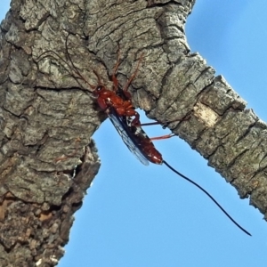 Ichneumonidae (family) at Fyshwick, ACT - 15 Mar 2019 01:15 PM