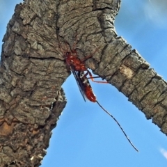 Ichneumonidae (family) at Fyshwick, ACT - 15 Mar 2019 01:15 PM