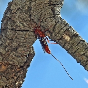 Ichneumonidae (family) at Fyshwick, ACT - 15 Mar 2019 01:15 PM