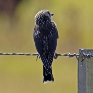 Artamus cyanopterus at Fyshwick, ACT - 15 Mar 2019