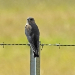 Artamus cyanopterus cyanopterus at Fyshwick, ACT - 15 Mar 2019