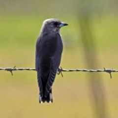 Artamus cyanopterus at Fyshwick, ACT - 15 Mar 2019