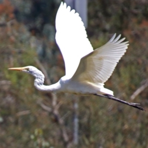 Ardea alba at Fyshwick, ACT - 15 Mar 2019 02:15 PM