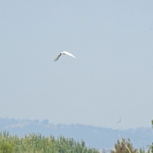 Ardea alba at Fyshwick, ACT - 15 Mar 2019