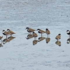 Erythrogonys cinctus (Red-kneed Dotterel) at Fyshwick, ACT - 15 Mar 2019 by RodDeb