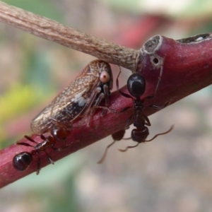 Eurymelinae (subfamily) at Symonston, ACT - 16 Mar 2019