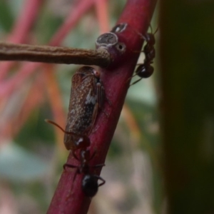 Eurymelinae (subfamily) at Symonston, ACT - 16 Mar 2019