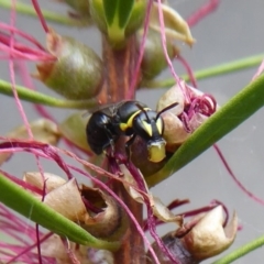 Hylaeus (Gnathoprosopis) amiculinus (Hylaeine colletid bee) at Acton, ACT - 16 Mar 2019 by Christine
