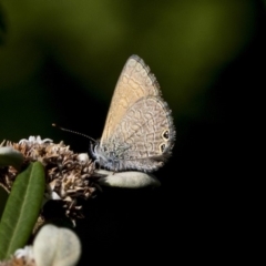 Nacaduba biocellata (Two-spotted Line-Blue) at Acton, ACT - 15 Mar 2019 by AlisonMilton