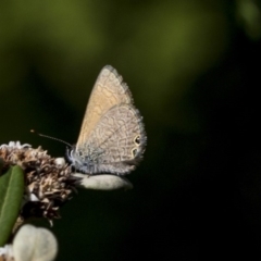 Nacaduba biocellata at Acton, ACT - 15 Mar 2019