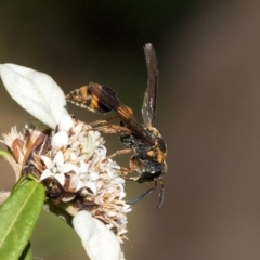 Eumeninae (subfamily) (Unidentified Potter wasp) at Acton, ACT - 15 Mar 2019 by AlisonMilton