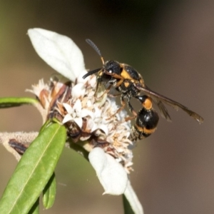 Eumeninae (subfamily) at Acton, ACT - 15 Mar 2019