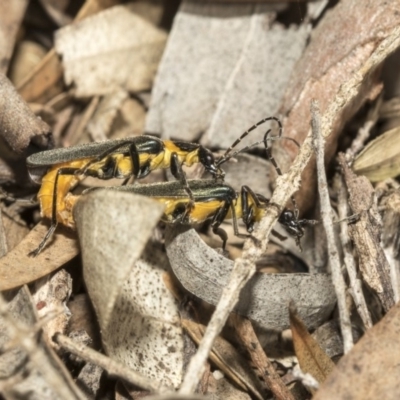 Chauliognathus lugubris (Plague Soldier Beetle) at Acton, ACT - 15 Mar 2019 by AlisonMilton