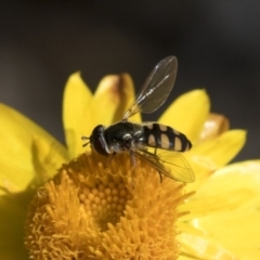 Melangyna viridiceps (Hover fly) at Acton, ACT - 15 Mar 2019 by AlisonMilton