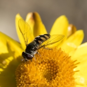 Melangyna viridiceps at Acton, ACT - 16 Mar 2019 10:06 AM