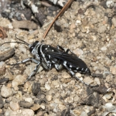 Turneromyia sp. (genus) (Zebra spider wasp) at ANBG - 15 Mar 2019 by AlisonMilton