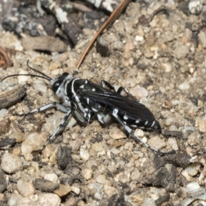 Turneromyia sp. (genus) at Acton, ACT - 16 Mar 2019 10:18 AM