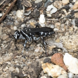 Turneromyia sp. (genus) at Acton, ACT - 16 Mar 2019 10:18 AM