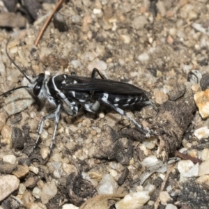 Turneromyia sp. (genus) at Acton, ACT - 16 Mar 2019 10:18 AM