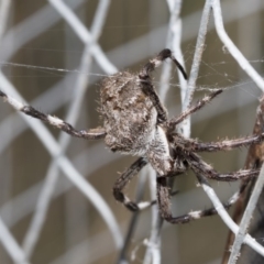 Hortophora sp. (genus) (Garden orb weaver) at ANBG - 16 Mar 2019 by AlisonMilton