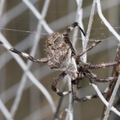 Hortophora sp. (genus) (Garden orb weaver) at ANBG - 16 Mar 2019 by AlisonMilton