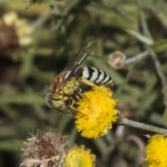 Bembix sp. (genus) (Unidentified Bembix sand wasp) at Hackett, ACT - 16 Mar 2019 by AlisonMilton