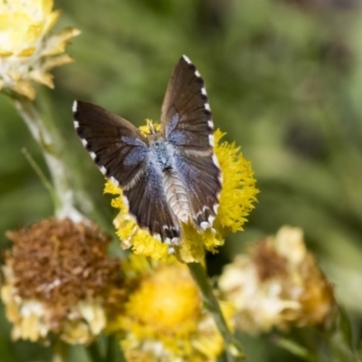 Theclinesthes serpentata (Saltbush Blue) at Acton, ACT - 16 Mar 2019 by AlisonMilton