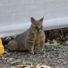 Trichosurus vulpecula (Common Brushtail Possum) at Australian National University - 16 Mar 2019 by Alison Milton