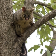 Trichosurus vulpecula at Acton, ACT - 16 Mar 2019