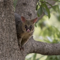 Trichosurus vulpecula at Acton, ACT - 16 Mar 2019