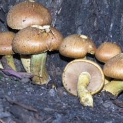 Gymnopilus junonius (Spectacular Rustgill) at Acton, ACT - 16 Mar 2019 by AlisonMilton