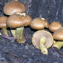 Gymnopilus junonius (Spectacular Rustgill) at ANBG - 16 Mar 2019 by Alison Milton