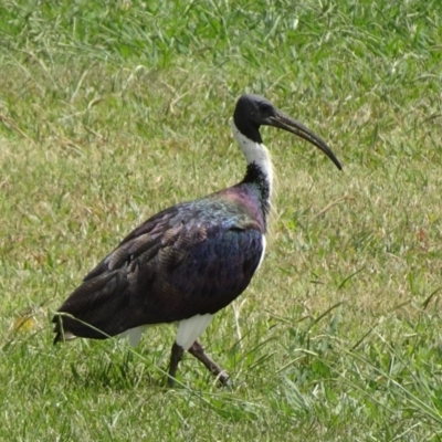 Threskiornis spinicollis (Straw-necked Ibis) at Parkes, ACT - 8 Mar 2019 by JanetRussell