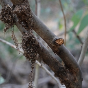 Papyrius nitidus at Hughes, ACT - 16 Mar 2019