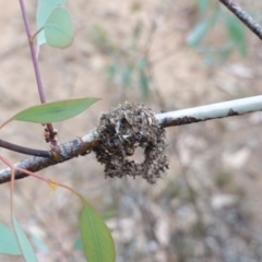 Papyrius nitidus at Hughes, ACT - 16 Mar 2019