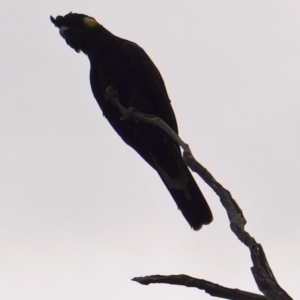 Zanda funerea at Deakin, ACT - 16 Mar 2019