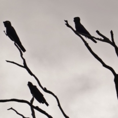 Zanda funerea at Deakin, ACT - 16 Mar 2019