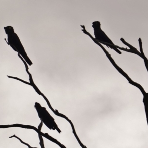 Zanda funerea at Deakin, ACT - 16 Mar 2019