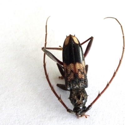 Phoracantha semipunctata (Common Eucalypt Longicorn) at Reid, ACT - 9 Mar 2019 by JanetRussell