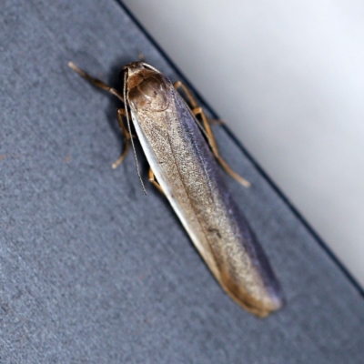 Scoliacma nana (Diminutive Footman) at O'Connor, ACT - 25 Feb 2019 by ibaird