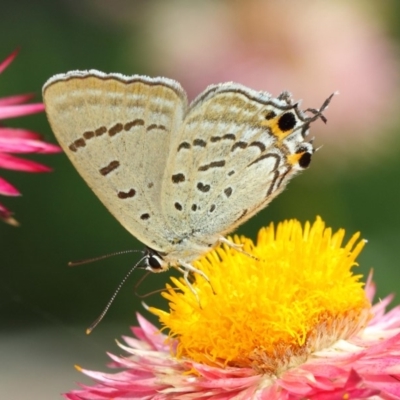 Jalmenus ictinus (Stencilled Hairstreak) at Acton, ACT - 14 Mar 2019 by TimL