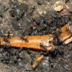 Iridomyrmex rufoniger (Tufted Tyrant Ant) at Acton, ACT - 12 Nov 2018 by TimL