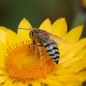 Bembix sp. (genus) at Acton, ACT - 16 Mar 2019 01:21 PM