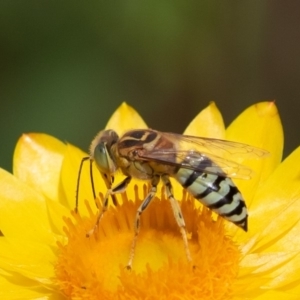 Bembix sp. (genus) at Acton, ACT - 16 Mar 2019 01:21 PM