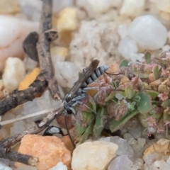 Pompilidae (family) (Unidentified Spider wasp) at Acton, ACT - 16 Mar 2019 by rawshorty