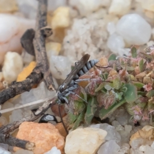 Pompilidae (family) at Acton, ACT - 16 Mar 2019