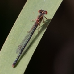 Xanthagrion erythroneurum (Red & Blue Damsel) at Acton, ACT - 16 Mar 2019 by rawshorty