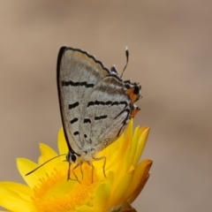 Jalmenus evagoras (Imperial Hairstreak) at Acton, ACT - 16 Mar 2019 by rawshorty