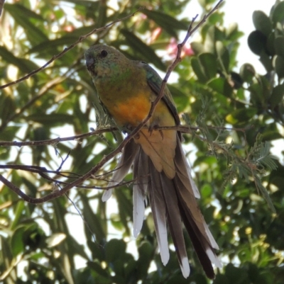 Psephotus haematonotus (Red-rumped Parrot) at Conder, ACT - 27 Feb 2019 by MichaelBedingfield